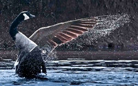 Canada Goose Shedding Water