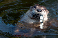 Otter at Lunch