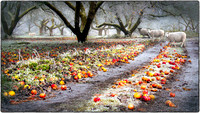 December Orchard