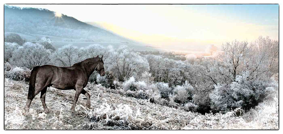 Winter Dawn