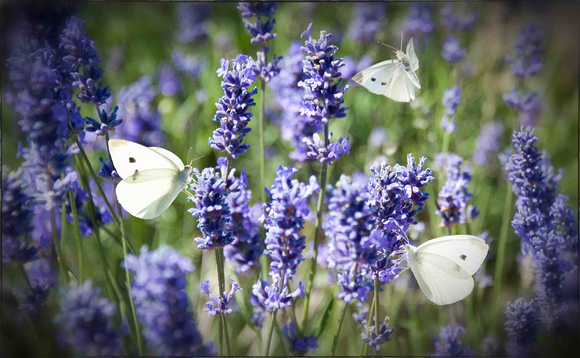 Lavender and Lace