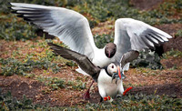 Puffin about to lose his precious sand eels