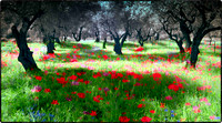 Olive Grove